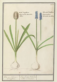 Deck Paint Prints: Grape hyacinths (Muscari botryoides)