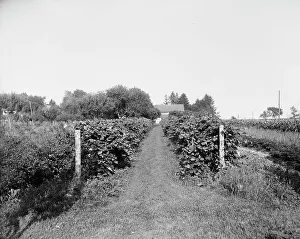 Vineyard Prints: Grape vines at Rio Vista, Grosse Ile