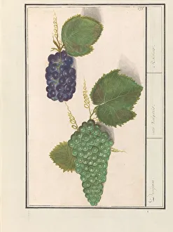 Bunch Of Grapes Prints: Grape (Vitis vinifera), 1596-1610. Creators: Anselmus de Boodt, Elias Verhulst
