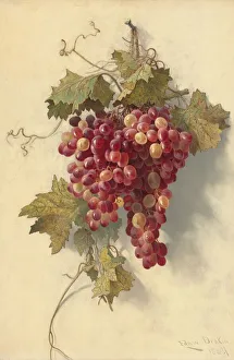 Vine Leaves Prints: Grapes Against White Wall, 1883. Creator: Edwin Deakin