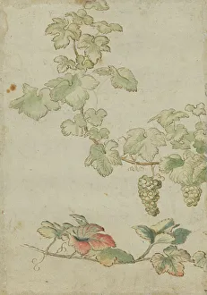 Grapevine Prints: Grapevine, c17th century. Creator: Unknown
