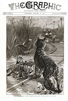 Tigers Prints: The Graphic, Front Cover Saturday January 18. 1890, 1890. Creator: Charles Edwin Fripp