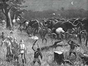 John Rowlands Prints: The Graphic Stanley Number; Zanzibaris Scaring Elephants which were destroying a Banana Grove near Creator: Unknown