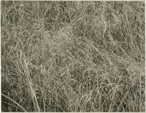 Grasses Prints: Grass, 1933. Creator: Alfred Stieglitz