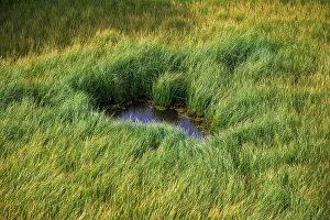 Tom Artin Prints: Grass. Creator: Tom Artin