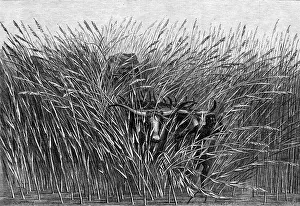 Jackson M Prints: Grass of the Desert, a scene of travel in South Africa
