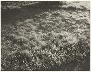 Lawn Collection: Grass and Frost, 1934. Creator: Alfred Stieglitz