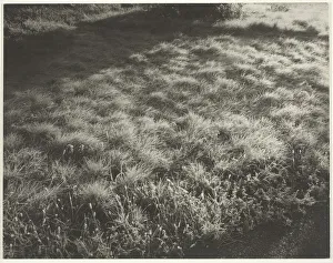 Grass and Frost, 1934. Creator: Alfred Stieglitz