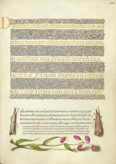 Moth Prints: Grass Moths and Milkwort; Mira calligraphiae monumenta