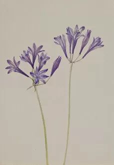 Wild Flowers Gallery: Grass Nut (Brodiaea laxa), 1933. Creator: Mary Vaux Walcott