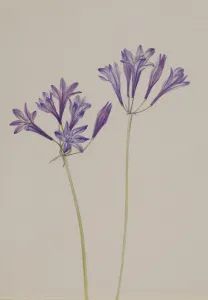 Cream Background Gallery: Grass Nut (Brodiaea laxa), 1933. Creator: Mary Vaux Walcott