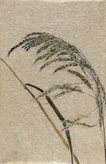 Bending Prints: A grass (Panicum species): seed head and stalk, c19th century. Creator: Unknown
