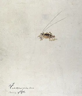Grasshopper Prints: Grasshopper (?), 1777-1783. Creator: Unknown