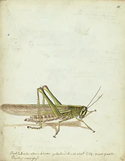 Brandes Jan Prints: Grasshopper, 1784. Creator: Jan Brandes