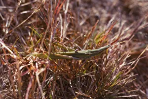 Grasshopper and small bug in grass, Kortobacy Puszta, Hungary, 20th century Artist: CM Dixon Grasshopper and small bug in grass, Kortobacy Puszta, Hungary, 20th century Artist: CM Dixon