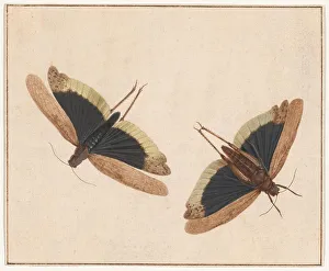 Grasshopper Prints: Two Grasshoppers, c. 1685. Creator: Herman Henstenburgh