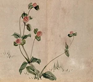 A grassland plant, possibly a clover (Trifolium species): flowering stem. Creator: Unknown