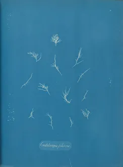 Earliest Prints: Grateloupia filicina, ca. 1853. Creator: Anna Atkins