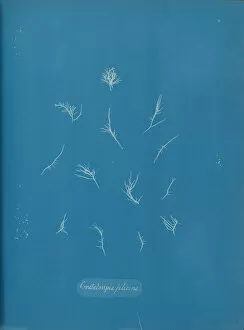 Blueprint Gallery: Grateloupia filicina, ca. 1853. Creator: Anna Atkins