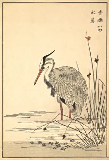 Gray Heron (Aosagi) and Mizu-aoi Plant, 1857. Creator: Unknown