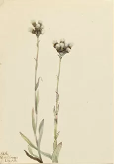Gray Pussytoes (Antennaria howellii), 1921. Creator: Mary Vaux Walcott