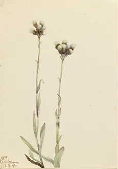Perennial Prints: Gray Pussytoes (Antennaria howellii), 1921. Creator: Mary Vaux Walcott