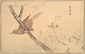 Mugino Orochimaro Prints: The Gray Thrush, 1789. Creator: Kitao Masayoshi