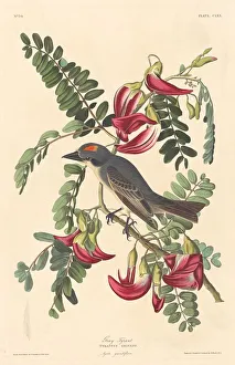 Gray Tyrant, 1833. Creator: Robert Havell
