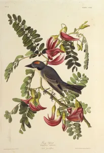 Gray Tyrant. From The Birds of America, 1827-1838. Creator: Audubon, John James