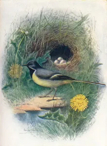 Dandelion Prints: Gray Wagtail - Motacil la melano pe, c1910, (1910). Artist: George James Rankin