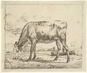 Calf Collection: Grazing Calf, from Different Animals, 1658. Creator: Adriaen van de Velde
