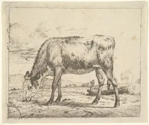 Grazing Calf, from Different Animals, 1658. Creator: Adriaen van de Velde Grazing Calf, from Different Animals, 1658. Creator: Adriaen van de Velde