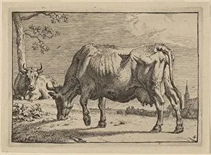 Potter Paulus Prints: Grazing Cow, 1650. Creator: Paulus Potter