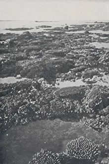 Reef Prints: Great Barrier Reef, 1924