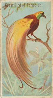Tail Feather Prints: Great Bird of Paradise, from the Birds of the Tropics series (N5) for Allen &amp