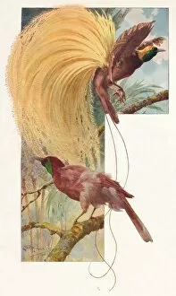 Displaying Gallery: Great Birds of Paradise, 1910, (1911). Artist: Louis Fairfax Muckley