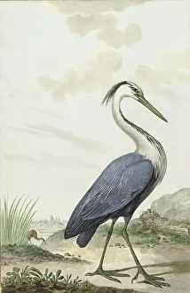 Heron Prints: Great Blue Heron, 1776. Creator: Jabes Heenck