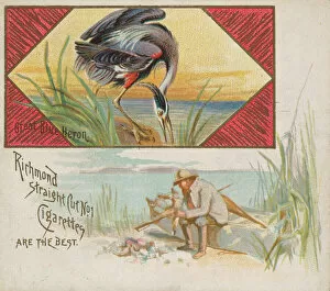 Ardeidae Gallery: Great Blue Heron, from the Game Birds series (N40) for Allen & Ginter Cigarettes