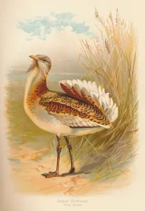 Charles Whymper Gallery: Great Bustard (Otis tarda), 1900, (1900). Artist: Charles Whymper