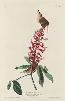 Robert Havell Prints: Great Carolina Wren, 1830. Creator: Robert Havell