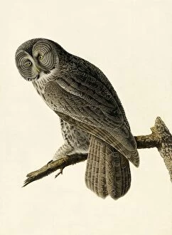 Great Cinereous Owl, Strix Nebulosa, 1845