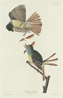 Great Crested Flycatcher, 1832. Creator: Robert Havell