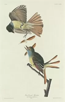 Crested Flycatcher Gallery: Great Crested Flycatcher, 1832. Creator: Robert Havell