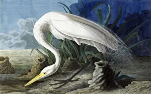 Great Egret, Casmerodius Albus, 1845