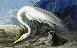 Ornithogical Prints: Great Egret, Casmerodius Albus, 1845