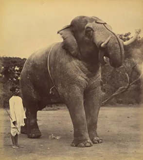 Tusk Prints: The Great Elephant, 1885-1900. Creator: Lala Deen Dayal