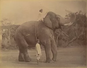 The Great Elephant Saluting, 1885-1900. Creator: Lala Deen Dayal