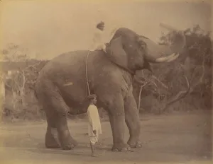 Dayal Gallery: The Great Elephant Saluting, 1885-1900. Creator: Lala Deen Dayal