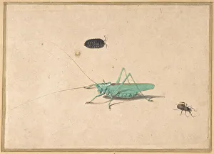 And Gouache Prints: A Great Green Bush Cricket... A Clioniona Spider, and a Beetle, 17th century (?)