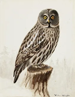 Wilhelm Von Wright Prints: Great Grey Owl, 1830-1870. Creator: Wilhelm von Wright